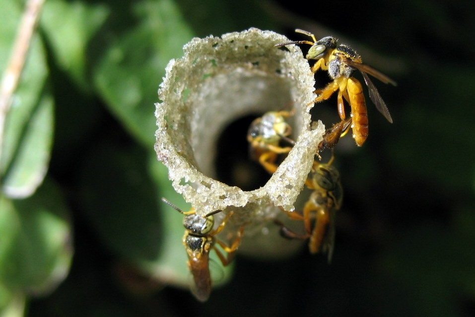 Mites in stingless bee colonies increase bee survival rates even in the presence of insecticide