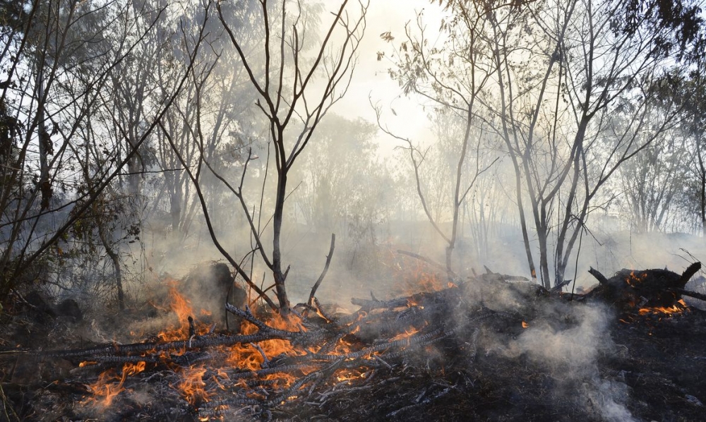 Novo sistema é capaz de prever incêndios no Cerrado em tempo praticamente real