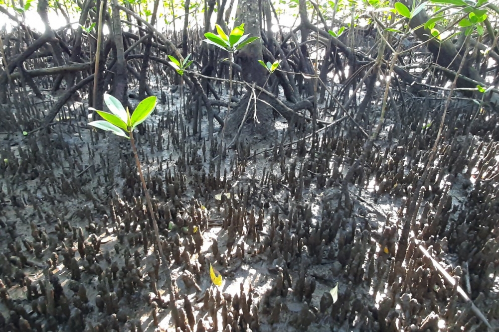 Eventos raros de dispersão por longas distâncias ajudam a manter estrutura genética de manguezais