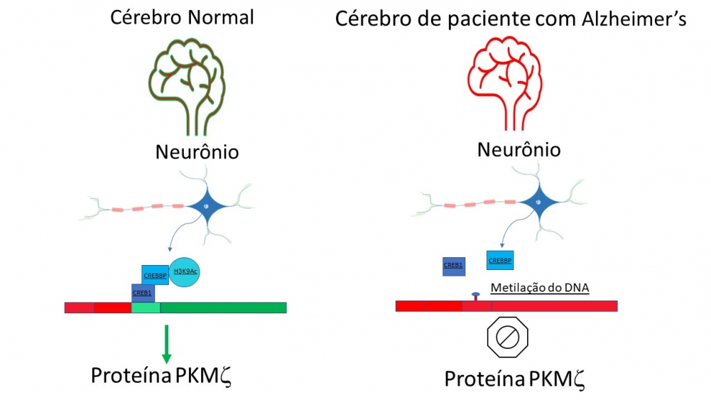 Estudo descreve mecanismo que regula a atividade do gene da memória
