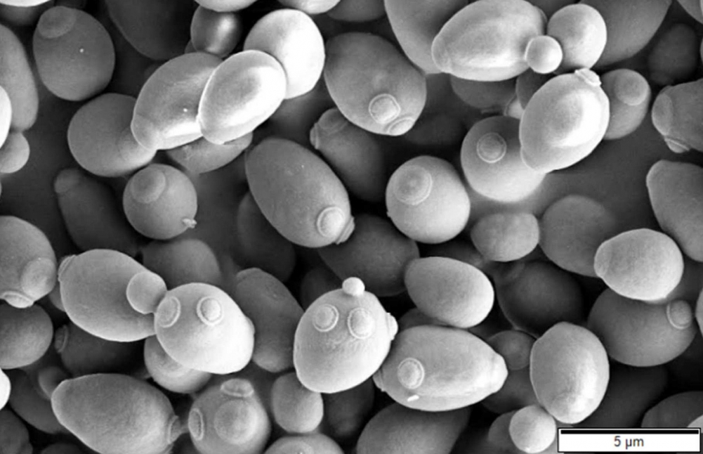 Pesquisadores rastreiam a dinâmica da população de leveduras usada na produção de bioetanol