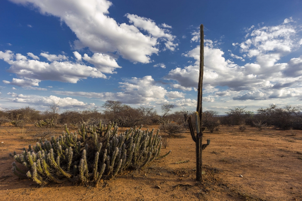 Climate change may affect 40% of biodiversity in semi-arid portion of Brazil’s Northeast by 2060
