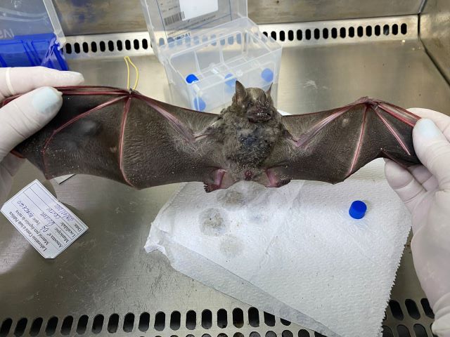 No Ceará, variantes do vírus da raiva de saguis são encontradas em morcegos