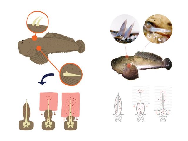 Molécula identificada em veneno de peixe peçonhento controla inflamação pulmonar em camundongos