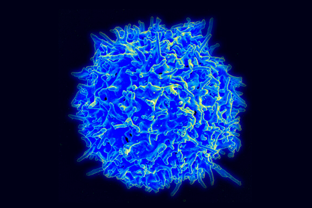 Estudo caracteriza células de defesa consideradas chave para a imunoterapia contra o câncer