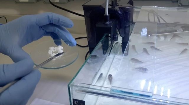Novel biomaterial delivers medication directly to fish gut