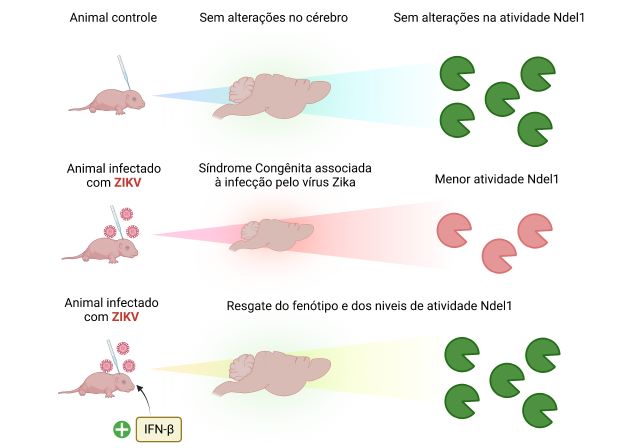 Estudo associa baixa atividade de enzima ao desenvolvimento de microcefalia em prole infectada pelo zika