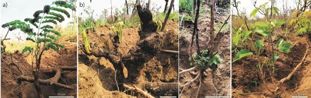 Plants in the Cerrado combine at least two strategies to survive fire, study shows