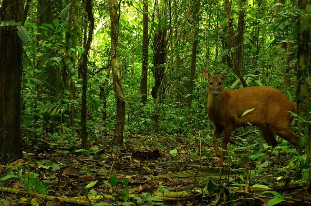 Subsistence poaching has little impact on biodiversity in the Amazon’s environmental protection areas