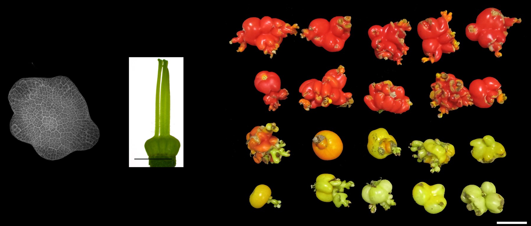 Estudo revela mecanismos moleculares essenciais para o desenvolvimento do tomate