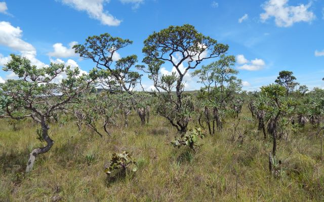 Estudo mapeia desafios e aponta diretrizes para a restauração do Cerrado