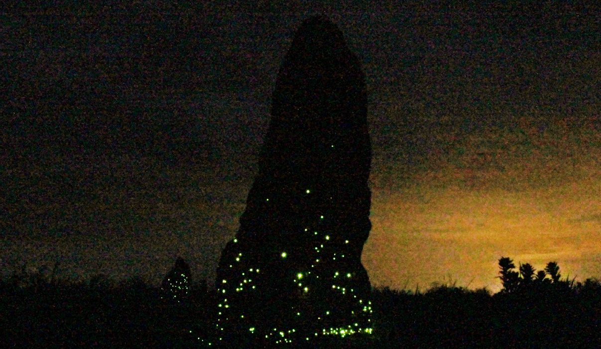 Em 30 anos, besouros bioluminescentes tiveram redução de diversidade no Cerrado