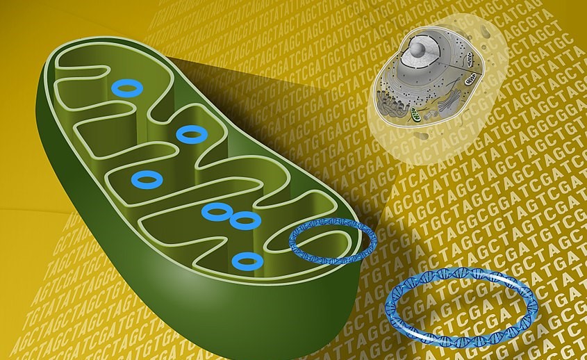 Long COVID is linked to persistent damage to mitochondria, the ‘powerhouses’ of our cells