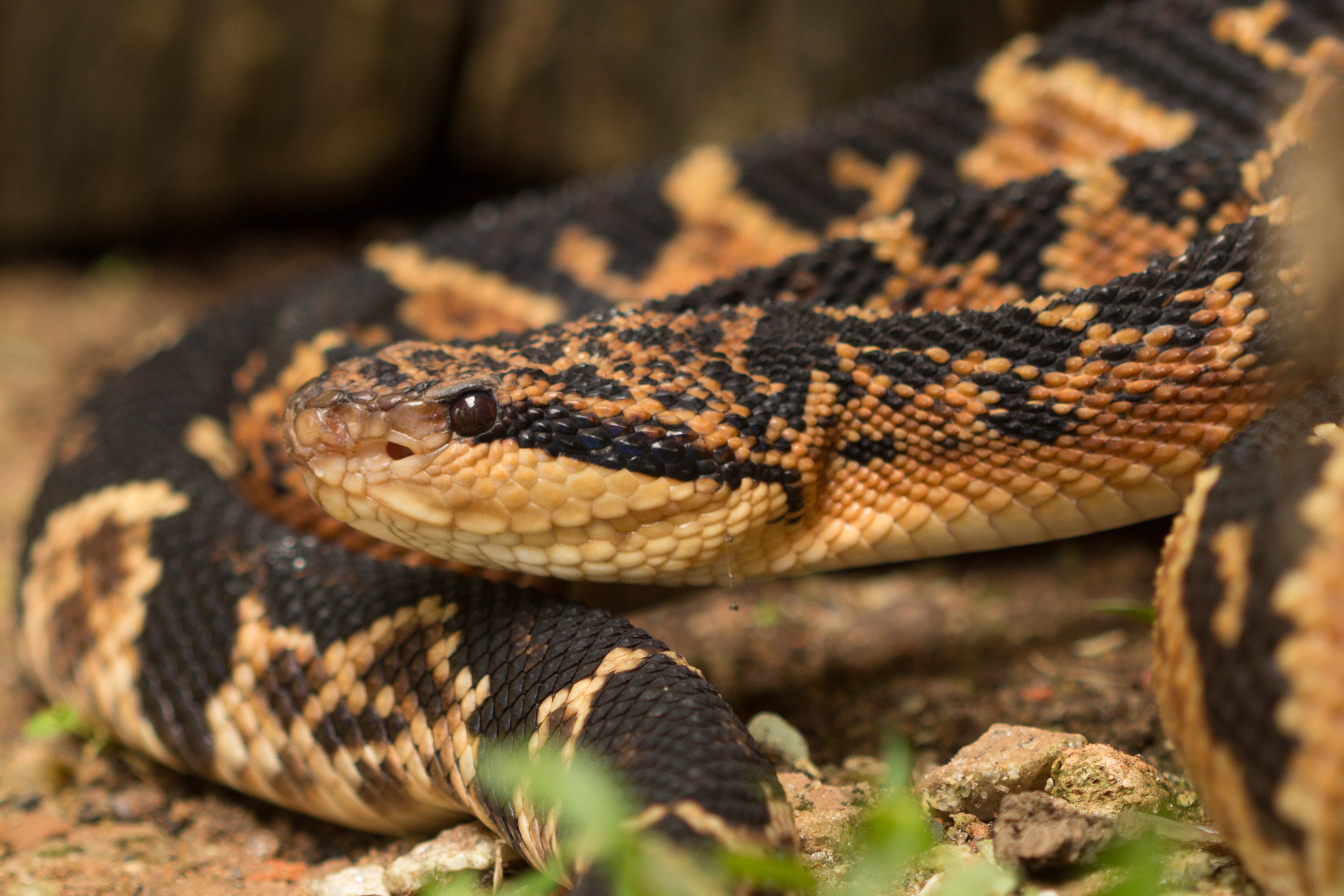 Brazilian researchers discover two novel peptides with biotechnological potential in snake venom