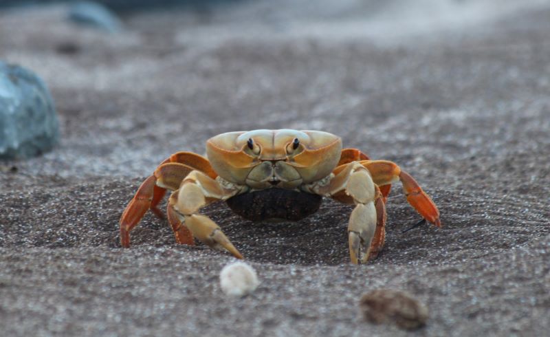 Study identifies priority areas for conservation of endangered crustacean in Brazil
