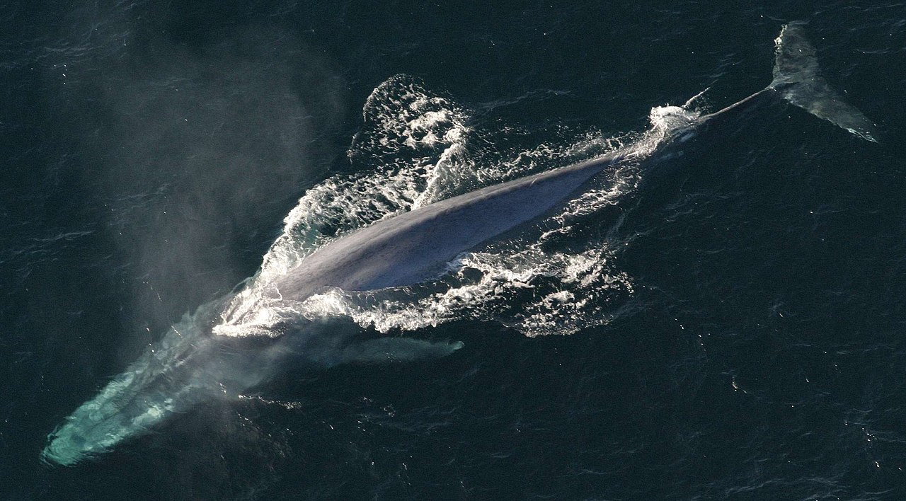 Study of gigantism in whales provides clues to genomic mechanism involved in tumor suppression