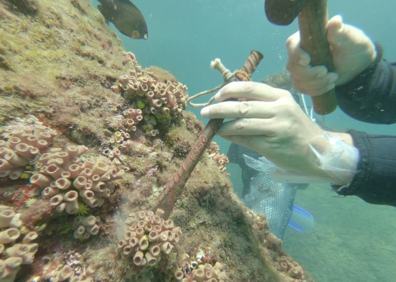 Remoção de coral invasor deve ser evitada em períodos de alta liberação de larvas, alerta estudo