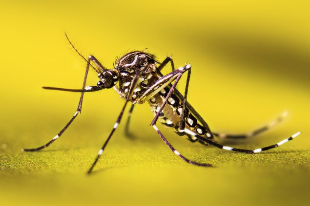 Prior zika infection increases risk of subsequent severe dengue and hospitalization, study concludes