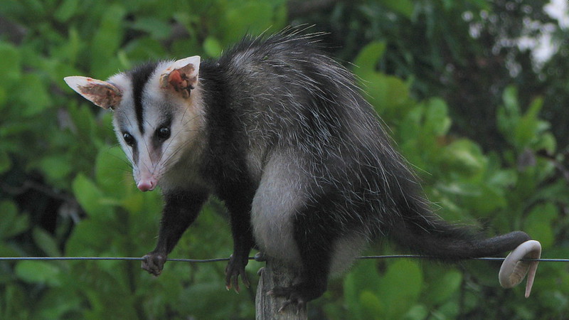 Rare case of opossum infected by rabies sounds alarm regarding circulation of this virus in urban environments