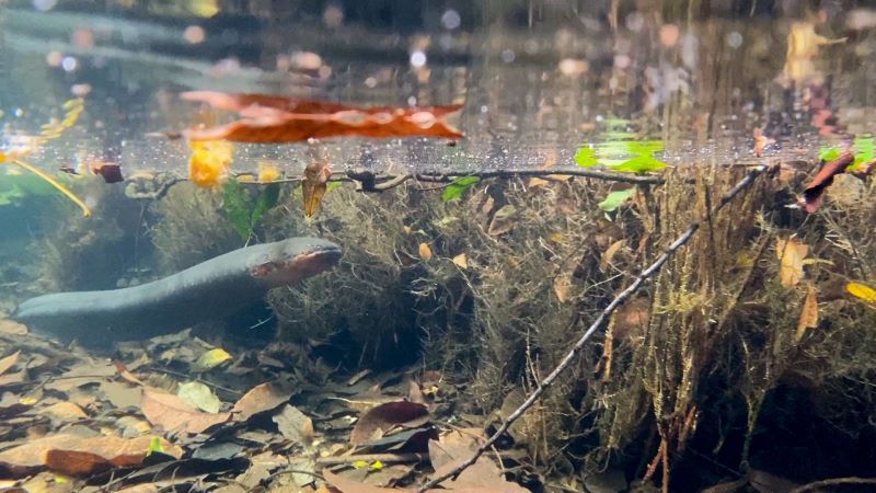 Expedição busca peixe-elétrico misterioso e novas descobertas sobre espécies amazônicas