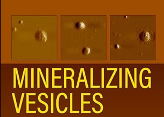 Livro explora as últimas descobertas sobre vesículas mineralizantes