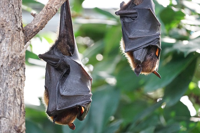 Treinamento técnico em vigilância viral em morcegos na Unifesp
