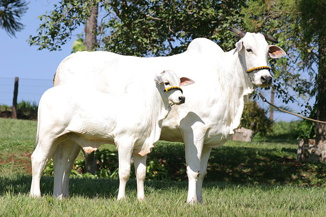 Treinamento técnico em bovinos de corte e metabolômica na USP
