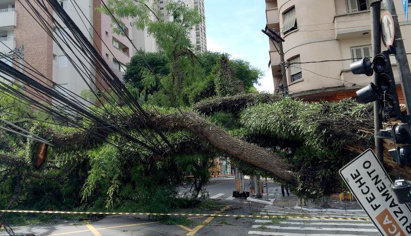 Wood condition, root constriction and improper pruning can be used as predictors of urban tree failure