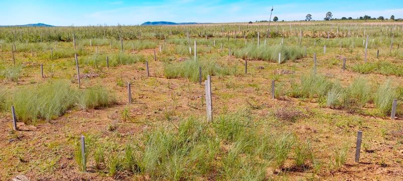 Study shows how to increase success rate of restoration initiatives in the Cerrado