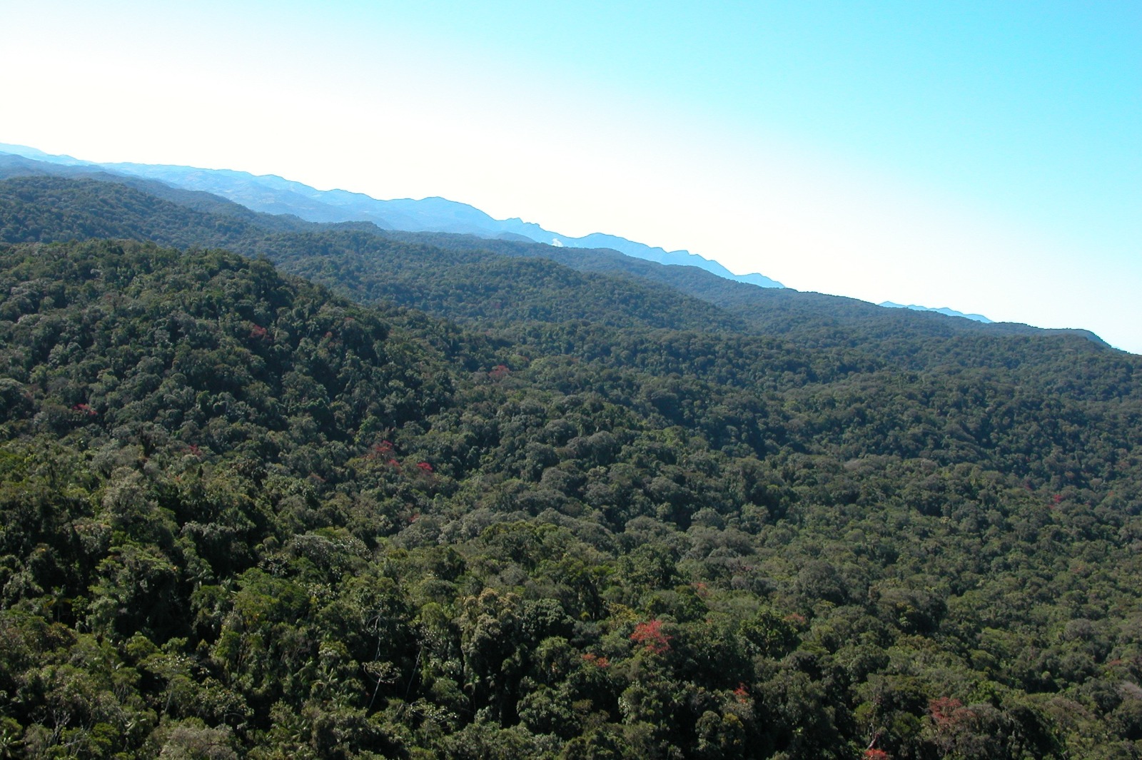 How a government program promoted conservation of Atlantic Rainforest remnants on rural properties