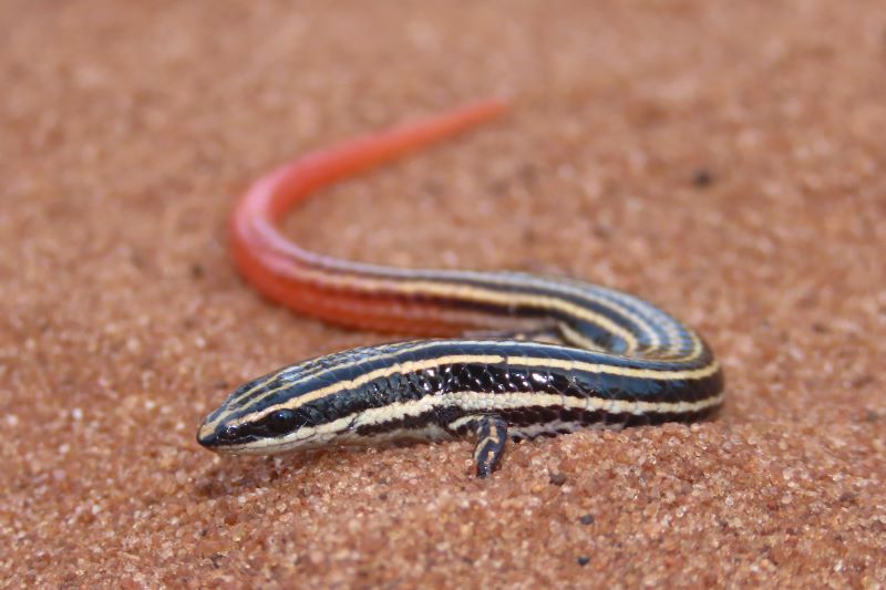 Sandy soil reptiles are more threatened by climate change than has been supposed, study shows