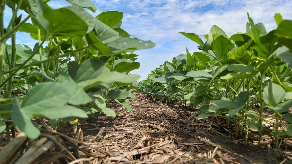 Genetic improvement of conventional soybeans generates special varieties