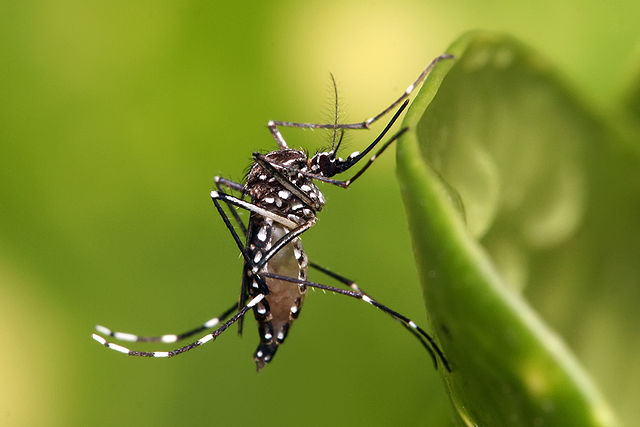 Dengue-bearing mosquito and other invasive species in Brazil cause annual losses of up to BRL 15 billion
