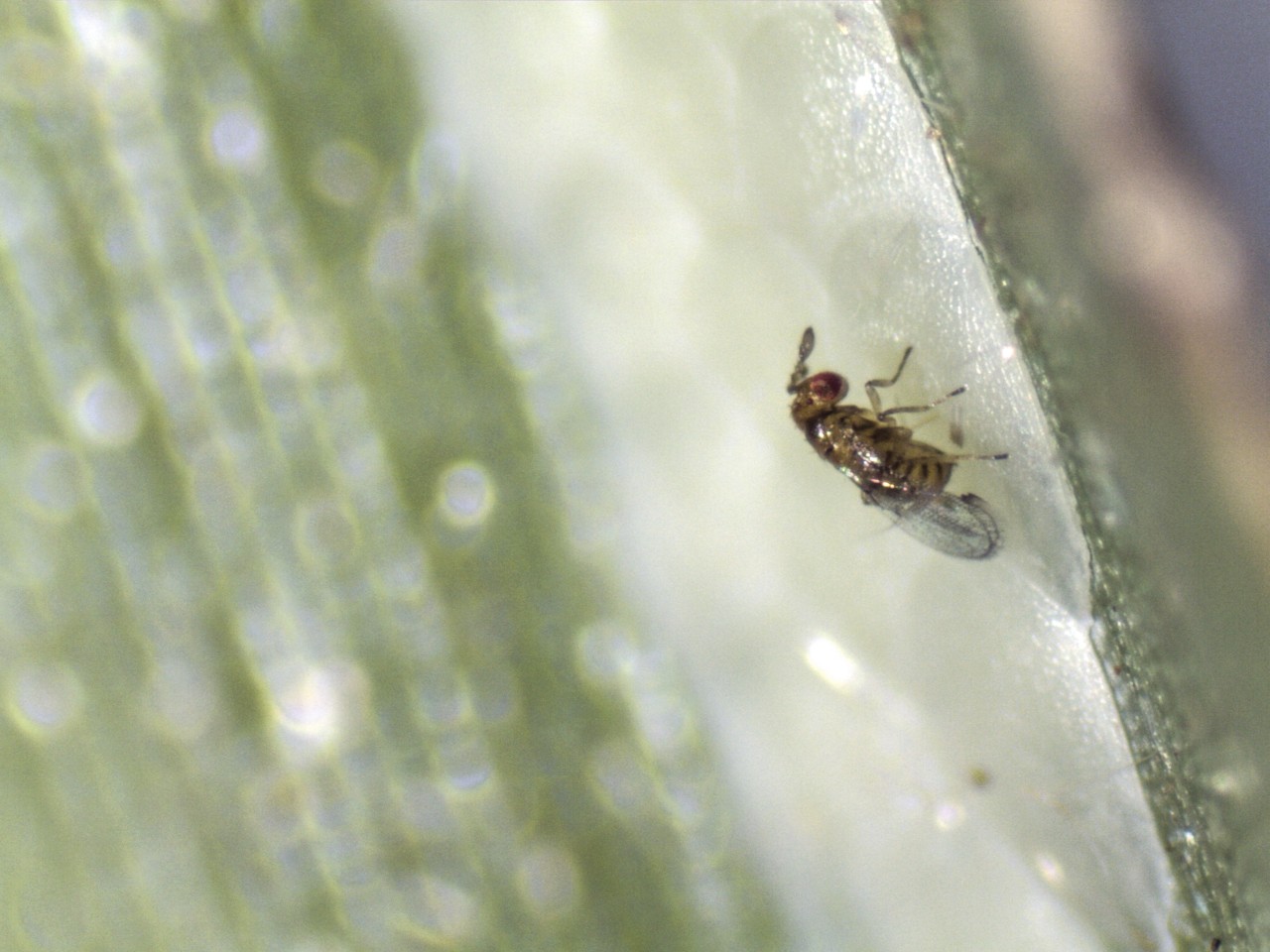 Registration of biological pest control products exceeds that of agrochemicals in Brazil