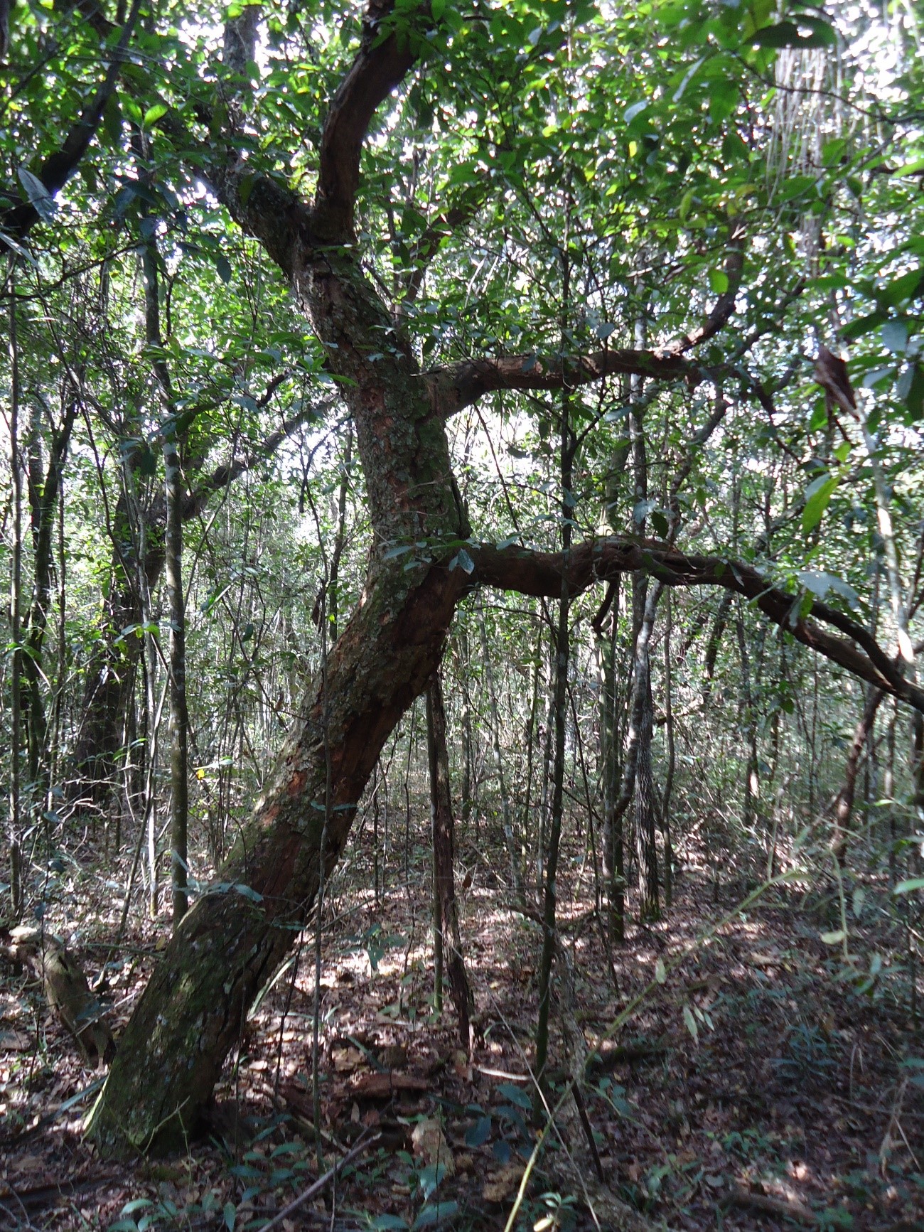 Without proper management, Cerrado becomes disfigured and less resilient to climate change