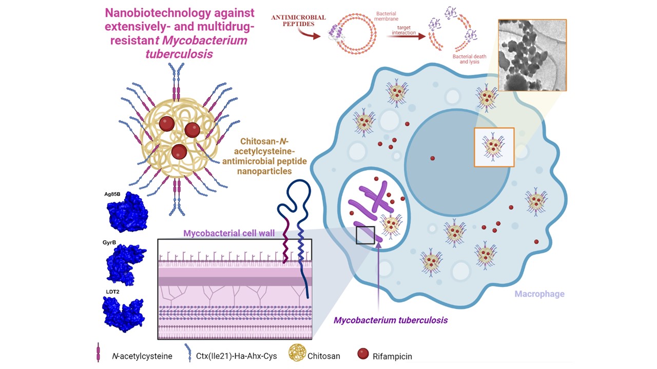 Nanopartículas com ação antibacteriana encurtam tratamento da tuberculose
