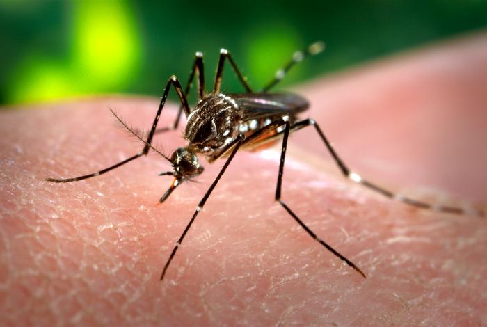 Monitoring shows chikungunya epidemics can be predicted by means of surveillance