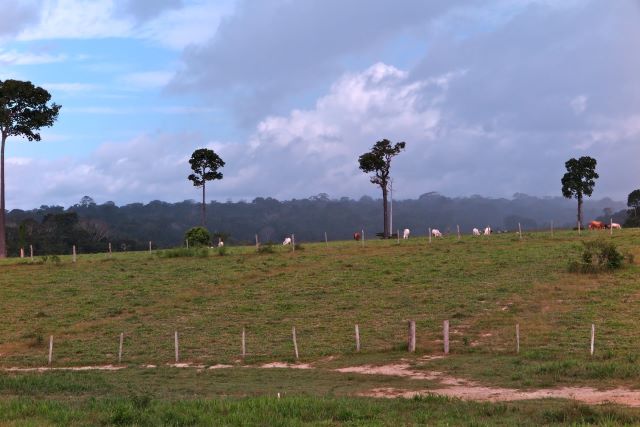 Soil microorganisms are also threatened by conversion of forest to pasture in the Amazon