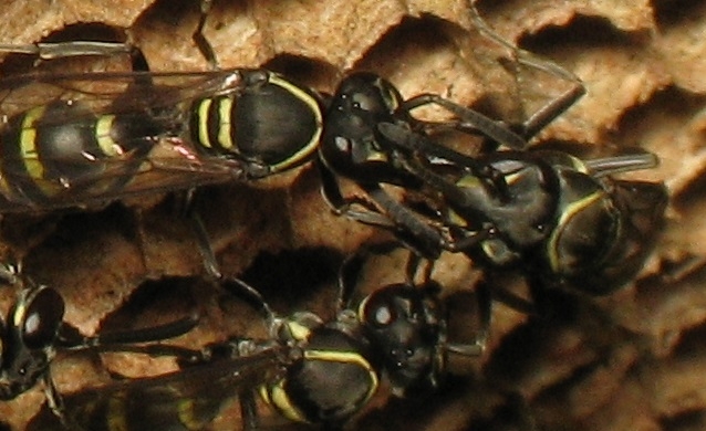 Among paper wasps, evolution has replaced physical aggression with stereotyped shows of strength