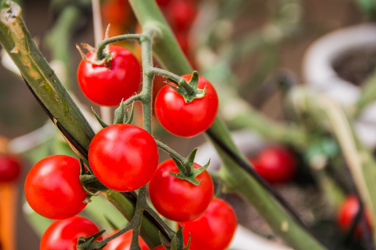 Novas descobertas sobre hormônio presente no tomateiro podem aumentar a produtividade da planta