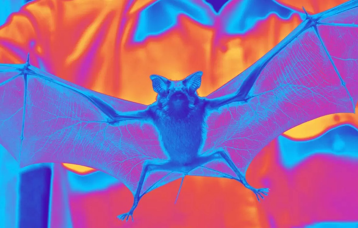 Grupo do Institut Pasteur de São Paulo fará vigilância viral em morcegos