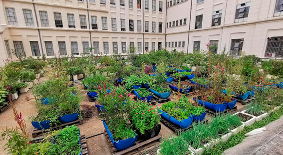 Urban agriculture as a creative response to the climate crisis