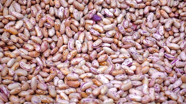 Researchers develop protein concentrate from fermented common beans