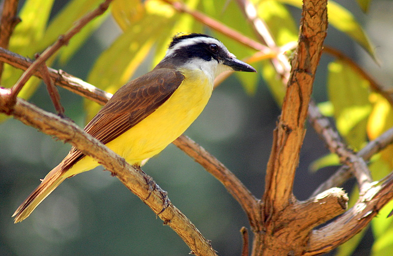 Group from São Paulo State University investigates how citizens perceive urban biodiversity