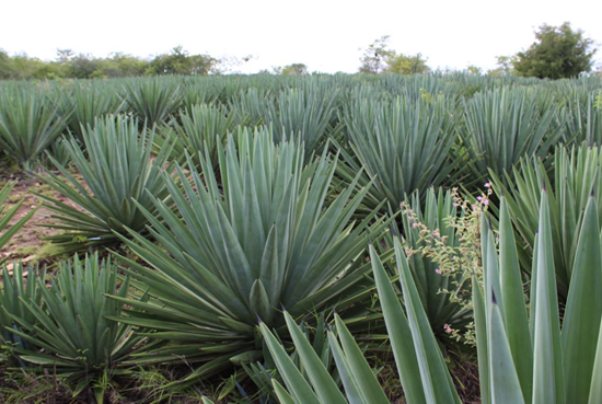 Brazilian researchers work to transform agave into the ‘sugarcane of the <i>sertão</i>’