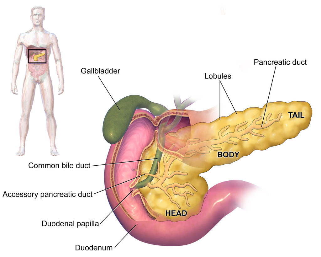 Researchers map genetic variants associated with pancreatic cancer in Brazilian patients