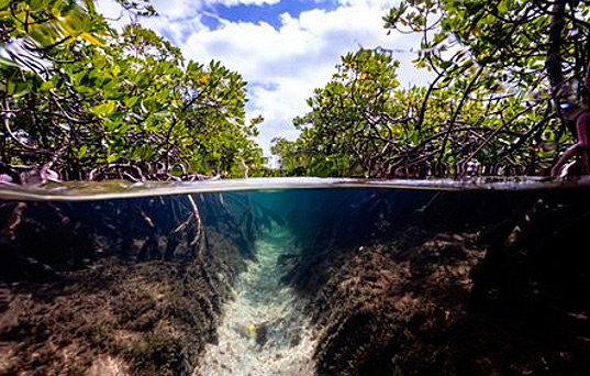 Ações sustentáveis imediatas podem gerar US$ 10 trilhões em negócios, aponta relatório do IPBES