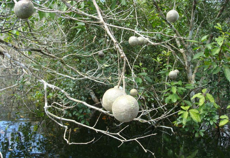 Just over a thousand species make up half of the planet’s tropical trees, study finds