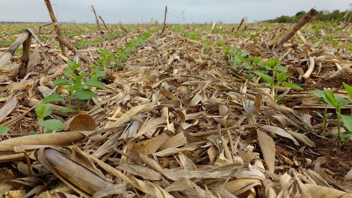 Estudo avalia como práticas sustentáveis de manejo agropecuário nas Américas auxiliam sequestro de CO2