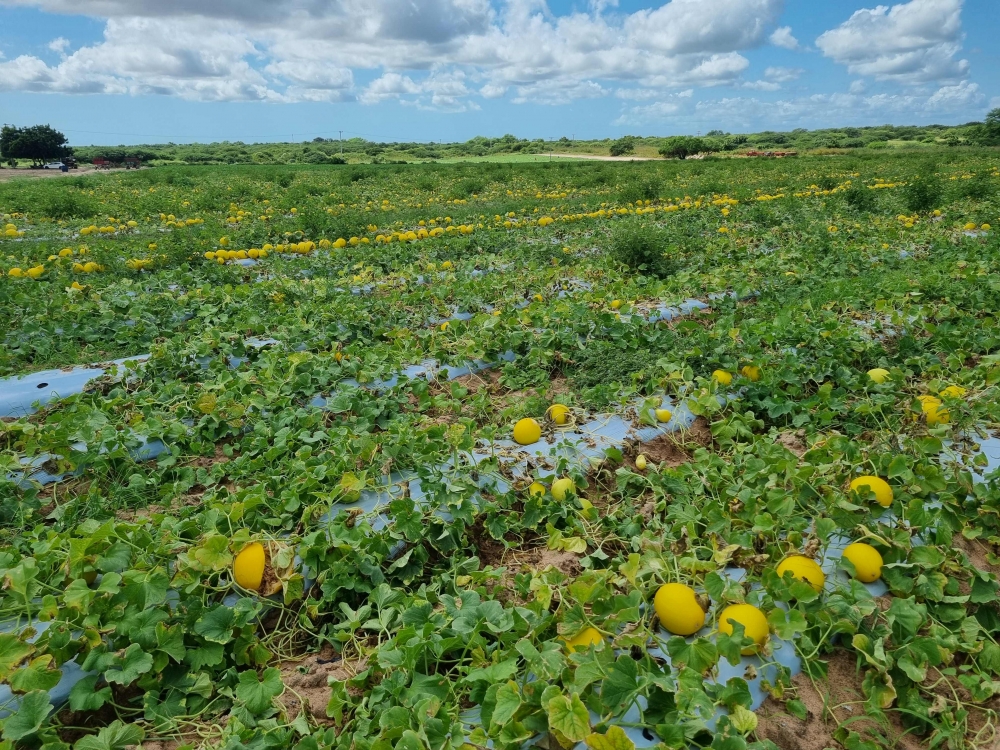 Remote sensing system maps plastic use in agriculture